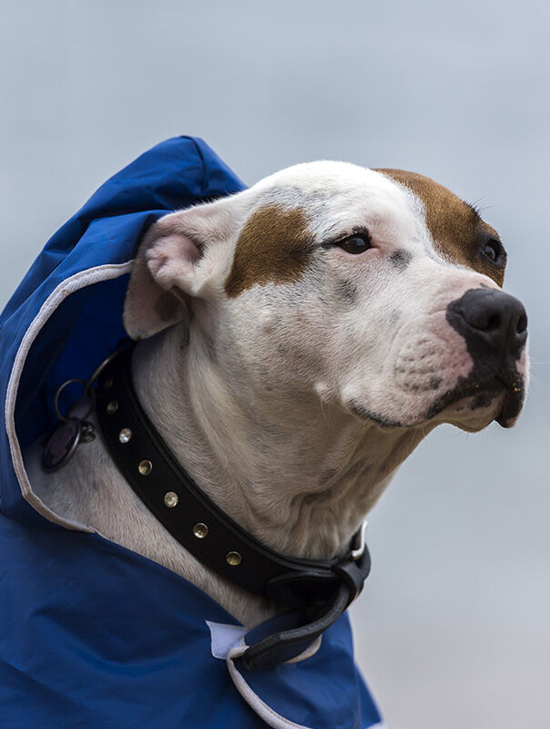 dog wearing blue coat